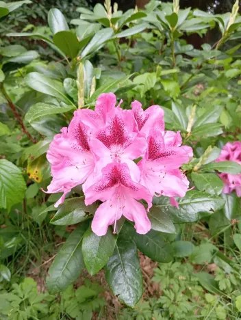 Prodej rodinného domu, Drslavice, 86 m2