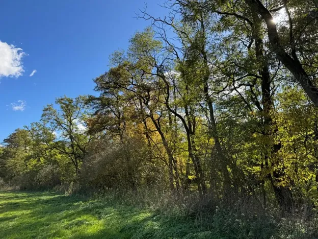Prodej lesa, Chorušice, 2884 m2