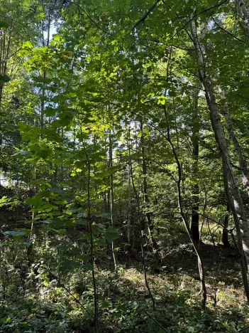 Prodej lesa, Boháňka, 3705 m2