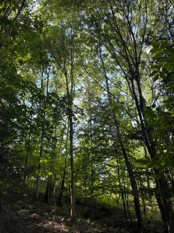 Prodej lesa, Boháňka, 3705 m2