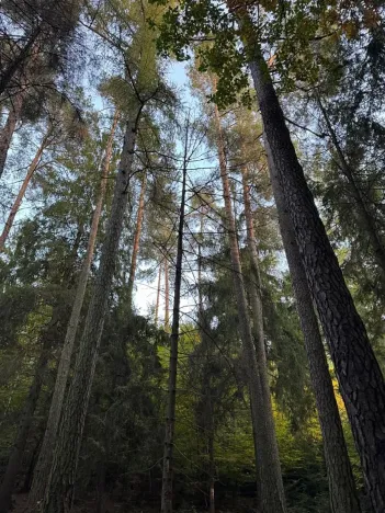 Prodej lesa, Velká Polom, 1538 m2