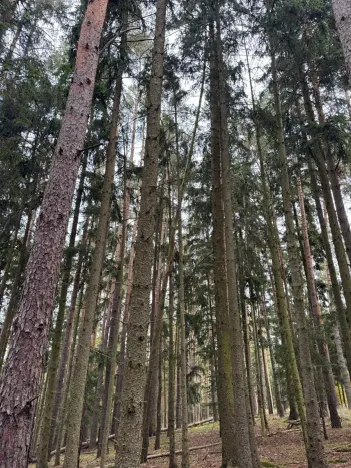 Prodej lesa, Chrášťany, 11900 m2