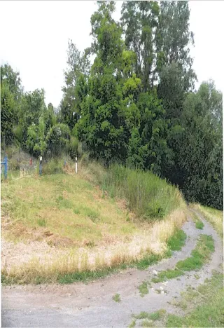 Prodej lesa, Dolní Věstonice, 1179 m2