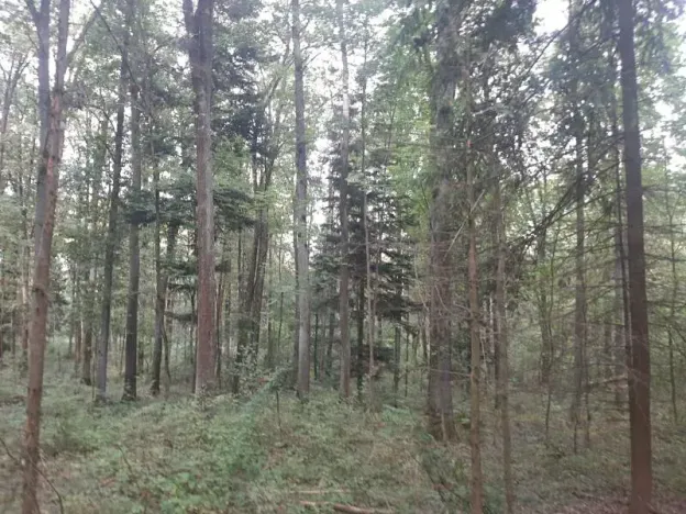 Prodej lesa, Bohuslavice, 11442 m2