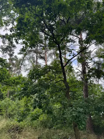 Prodej lesa, Bavorov, 10907 m2