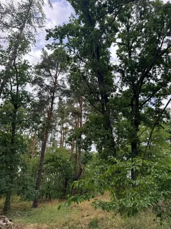 Prodej lesa, Bavorov, 10907 m2