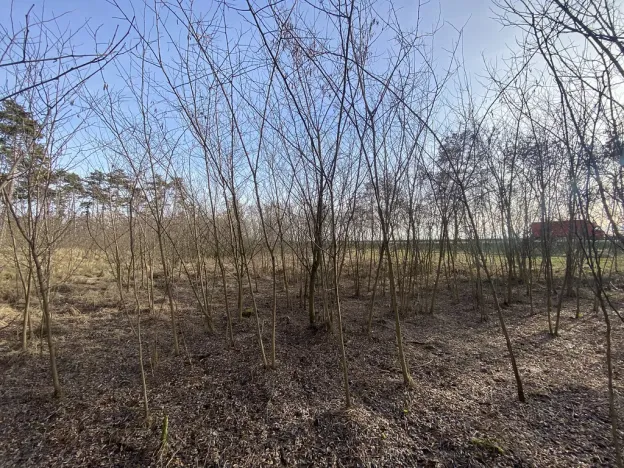 Prodej lesa, Kostelní Lhota, 9438 m2