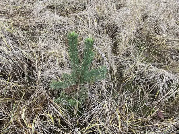 Prodej lesa, Kostelní Lhota, 9438 m2