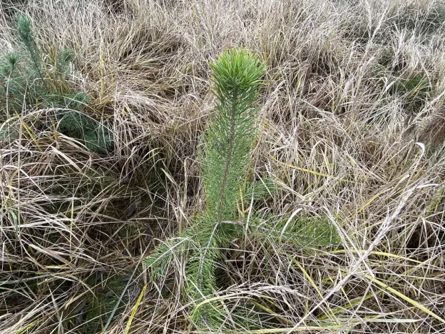 Prodej lesa, Kostelní Lhota, 9438 m2