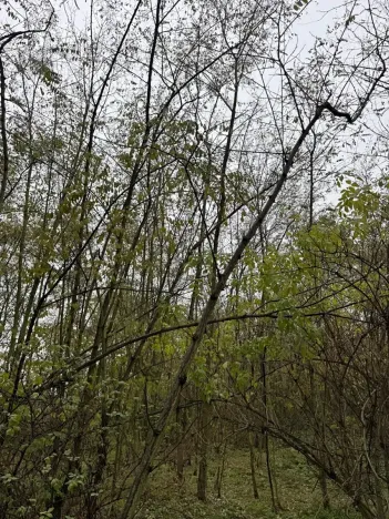 Prodej lesa, Bechlín, 10785 m2