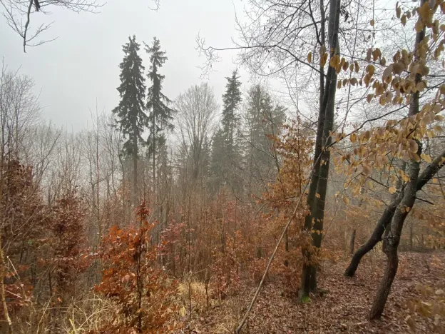 Prodej lesa, Jedlí, 1198 m2