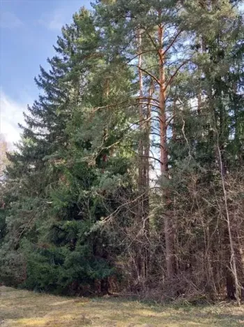 Prodej podílu lesa, Lidečko, 48058 m2