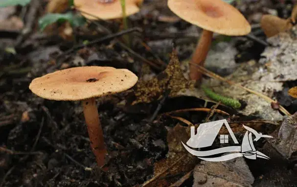 Prodej bytu 3+kk, Bansko, Bulharsko, 88 m2