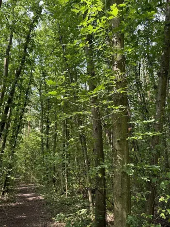 Prodej podílu lesa, Pardubice, 9649 m2