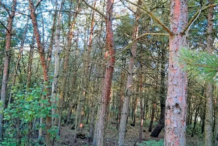 Prodej lesa, Budišov, 11874 m2