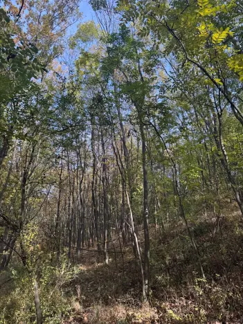 Prodej lesa, Jeníkovice, 12606 m2