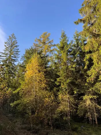 Prodej lesa, Havlovice, 13402 m2