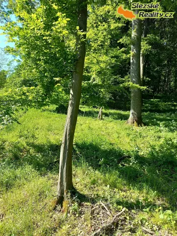 Prodej lesa, Diváky, 6415 m2