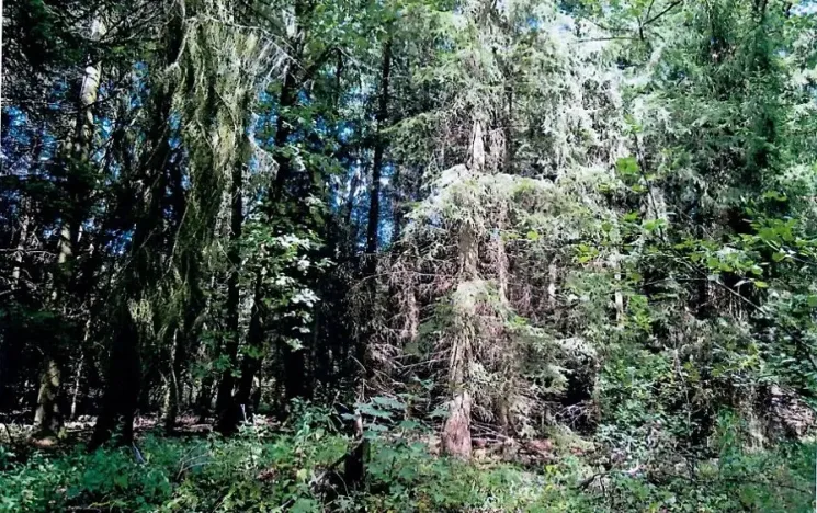 Prodej podílu lesa, Hrušová, 5113 m2