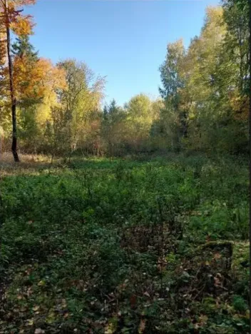 Prodej podílu lesa, Hrušová, 5113 m2