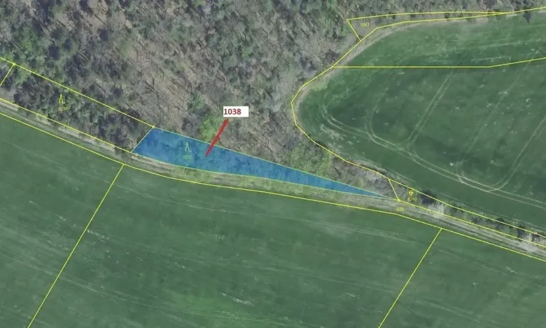 Dražba lesa, Nové Dvory, 953 m2