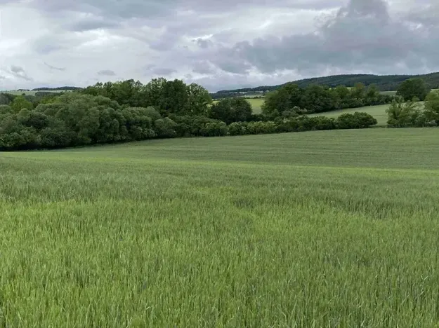 Dražba pole, Bojanovice, 22823 m2