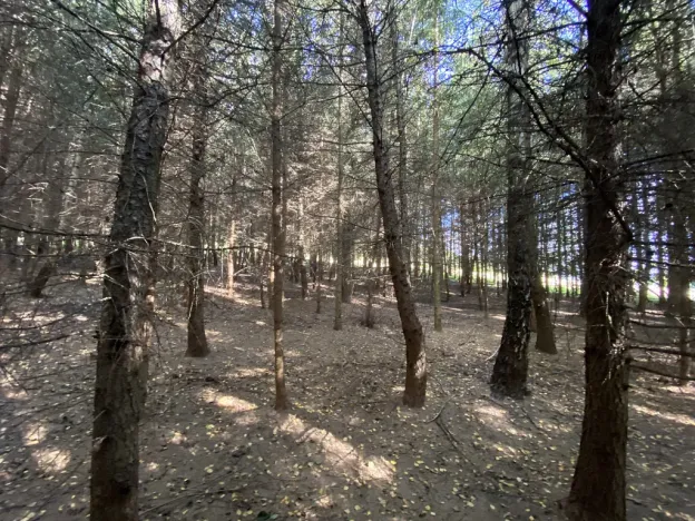 Prodej lesa, Lánov - Horní Lánov, 11269 m2