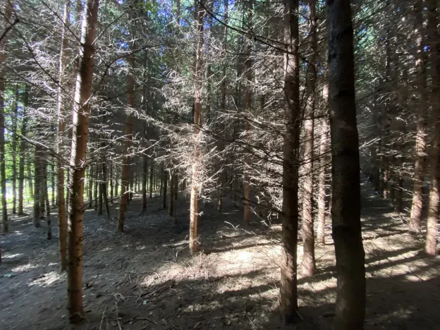 Prodej lesa, Lánov - Horní Lánov, 11269 m2