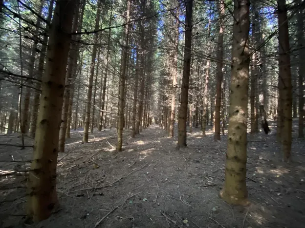 Prodej lesa, Lánov - Horní Lánov, 11269 m2