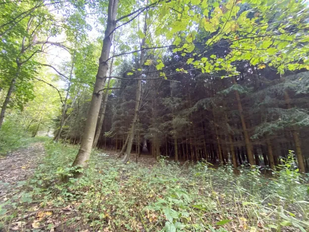 Prodej lesa, Lánov - Horní Lánov, 11269 m2