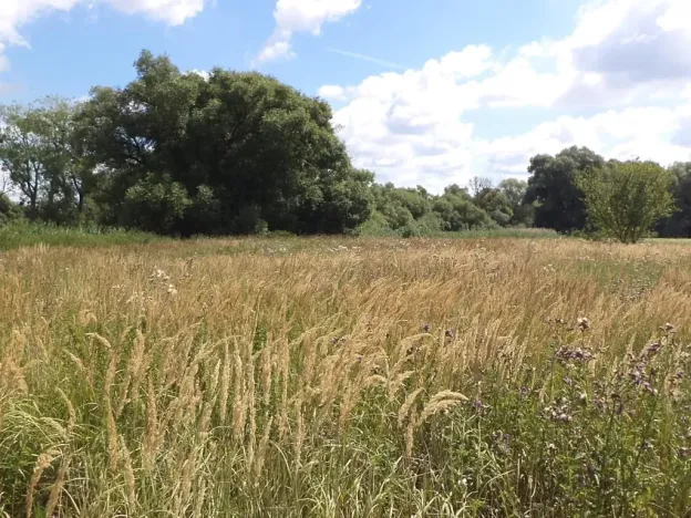 Dražba louky, Střížovice, 2388 m2