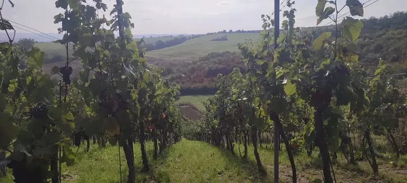 Prodej sadu/vinice, Blučina, 2677 m2