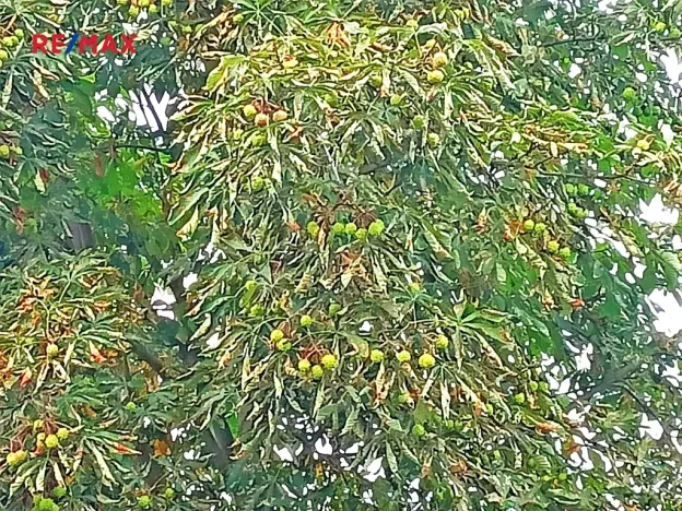 Prodej pozemku pro bydlení, Rakovník, 1516 m2