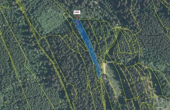 Dražba lesa, Lačnov, 2442 m2