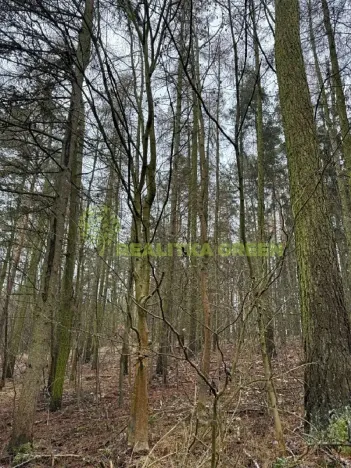 Prodej lesa, Konice, 10385 m2