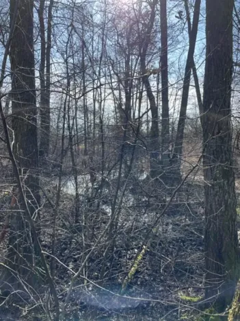 Prodej lesa, Jaroměř, 19276 m2