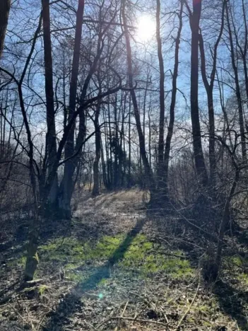 Prodej lesa, Jaroměř, 19276 m2