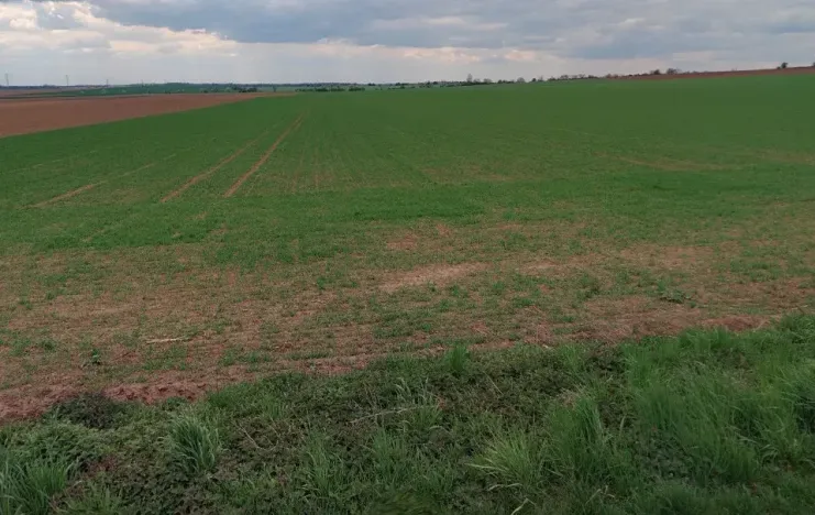 Prodej pole, Bukovno, 2775 m2