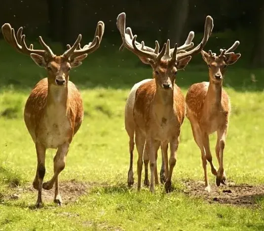 Prodej louky, Smidary, 11941 m2