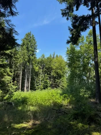 Prodej lesa, Ločenice, 11790 m2