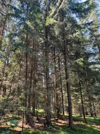 Prodej lesa, Ločenice, 11790 m2