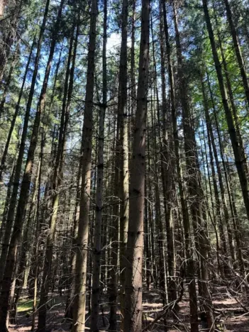 Prodej lesa, Ločenice, 11790 m2