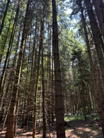 Prodej lesa, Ločenice, 11790 m2