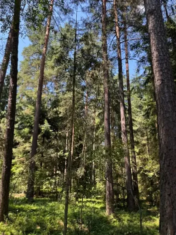 Prodej lesa, Ločenice, 11790 m2