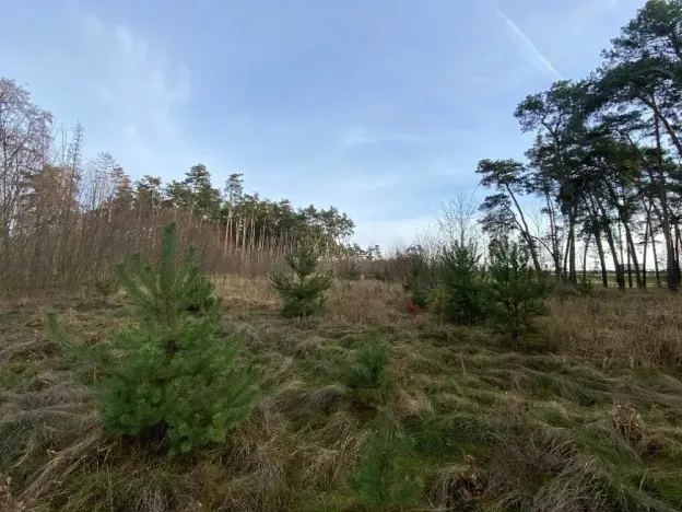 Dražba lesa, Kostelní Lhota, 9438 m2