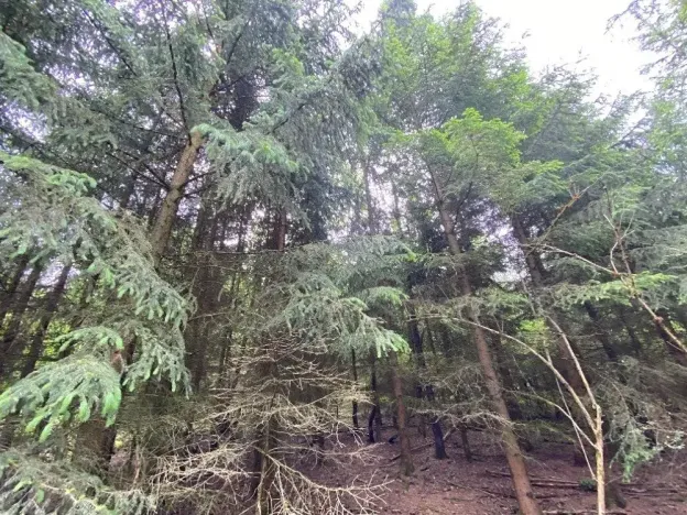 Dražba lesa, Blížejov, 6627 m2