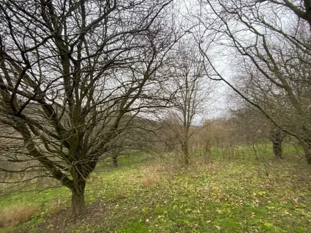 Dražba lesa, Šarovy, 11619 m2