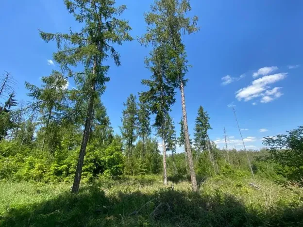 Dražba lesa, Kropáčova Vrutice, 15167 m2