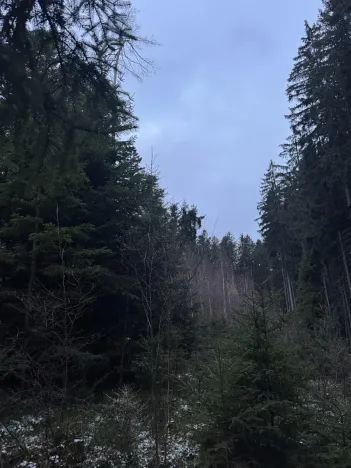 Prodej lesa, Vacov, 14711 m2