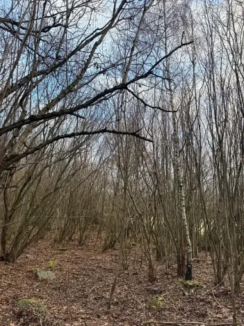 Prodej lesa, Kolinec, 1837 m2